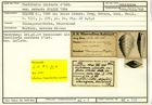 Karteikarte zum Holotyp von Textilaria carinata robusta Stache, 1864